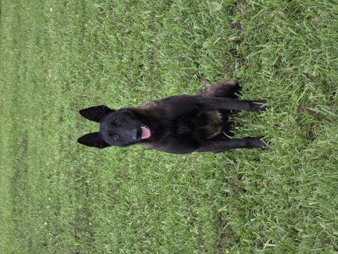 Fcı a şecereli malinois yavrular