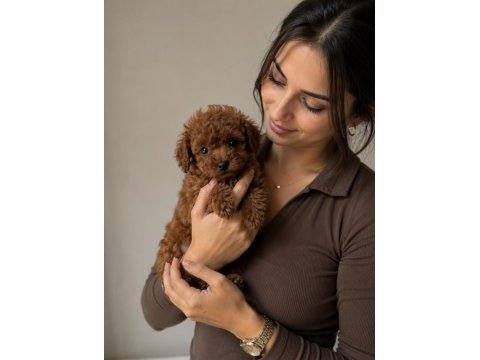 Poodle köpeği yavrularımız