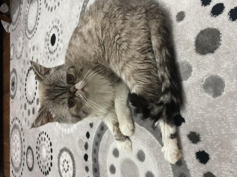Ankara exotic shorthair