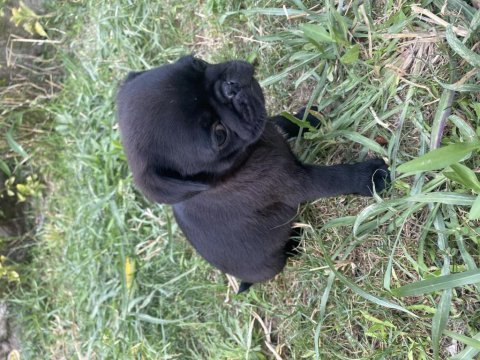 2 aylık ırk ve sağlık garantili pug