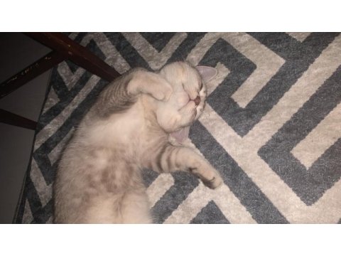 Uygun puanla sahiplendirilecek british shorthair oğlum