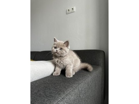 Lilac british cinsi yavrumuza aile arıyoruz