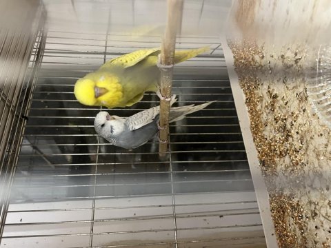 40 günlük ele alışık erkek show jumbo muhabbet kuşlar