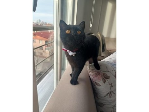 Siyah british shorthair