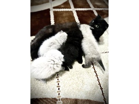 Scottish fold cinsi kedilerimi sahiplendirmek istiyorum