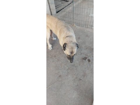 3 köpeğimizi sahiplendirme
