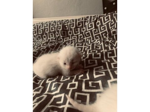 British shorthair bebeklerimiz sahiplendirilcektir