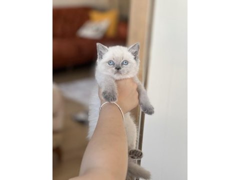 İnsan canlısı blue point safkan british shorthair yavru