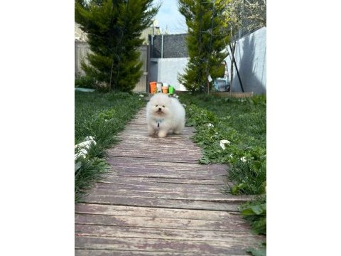 Kar topu bebek pomeranian