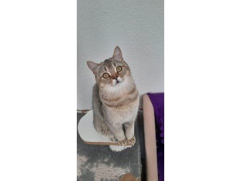 British shorthair evcilmen yavrumuz