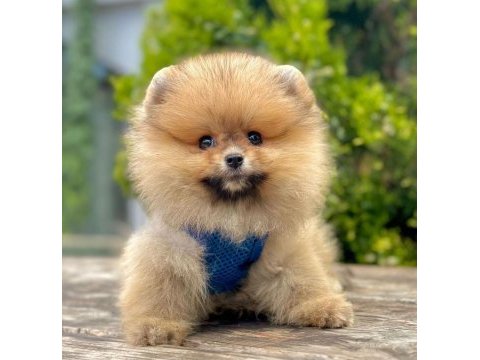 Sevimli pomeranian boo yavrularımız
