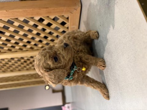 Mükemmel güzellikte teacup poodle yavrular
