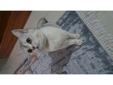 British shorthair silver dişi