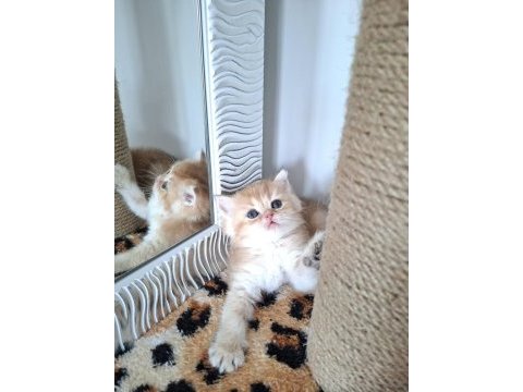 Safkan british shorthair golden bebekler
