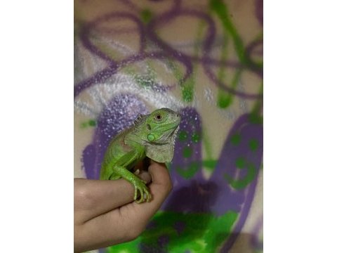 Çipli faturalı yasal iguana‼️
