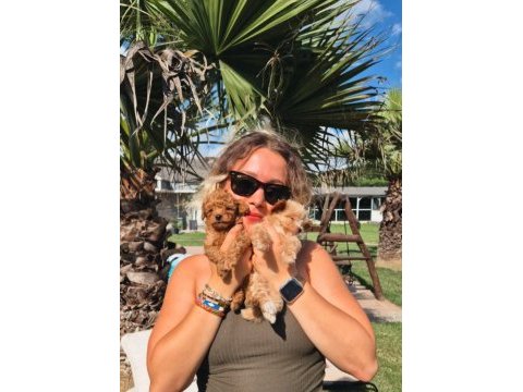 Teacup maltipoo bebekleri sizleri bekliyor 
