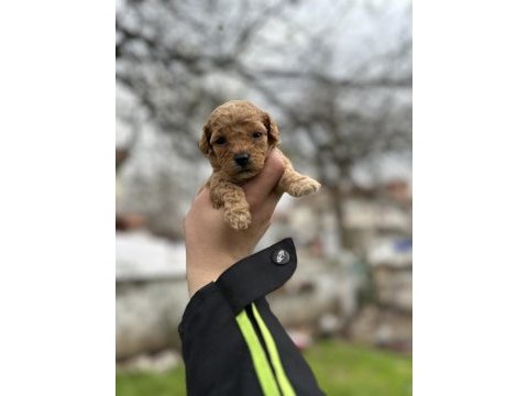 Toy poodle bebişler