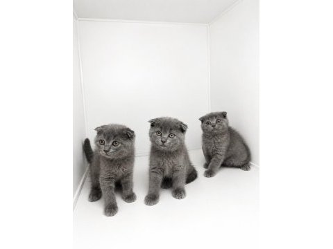 Scottish fold blue yavrular