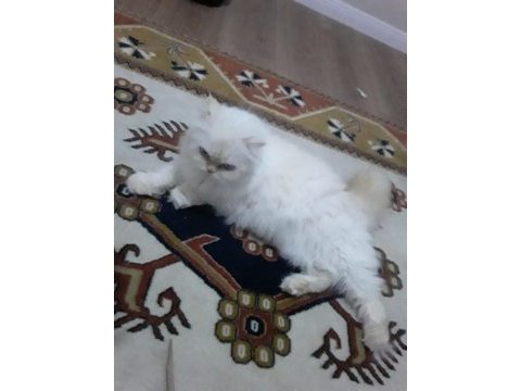 İran kedisi red point