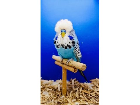 Show muhabbet kuşu