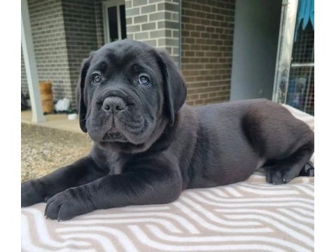 Özel seçim dev gibi cane corso bebekler