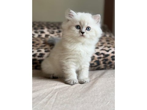 Safkan british longhair / shorthair erkek yavrularımız