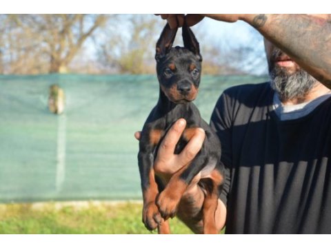 Şampiyon anne babadan doberman bebekler