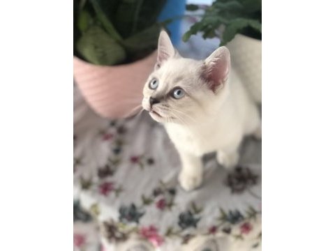 Baba şecereli scottish fold anne british orijinal bebekler
