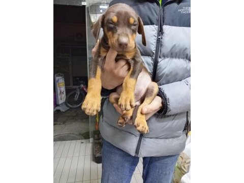 Doberman yavrularımız teslime hazır