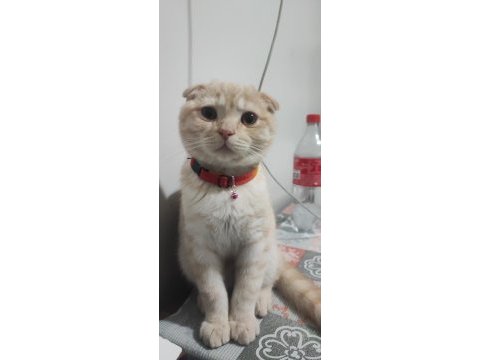 5 aylık kedime yuva arıyorum