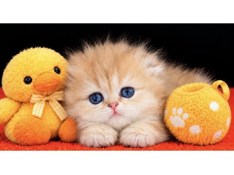 Highland scottish fold golden dişi