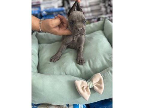 Cane corso yavrular blue renk