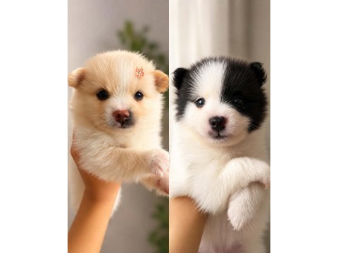 Pomeranian spitz 5 haftalık