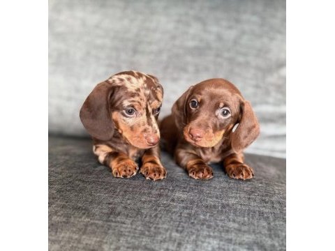 Mini bacaklı uzun gövdeli sosis bebek 