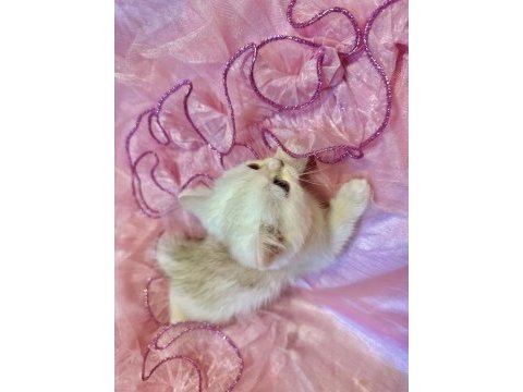 Safkan british shorthair bebek