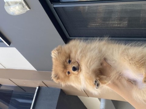 5 aylık dişi pomeranian spitz komut biliyor