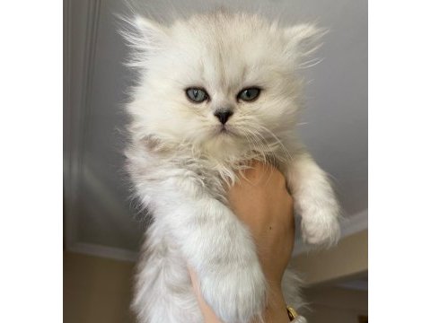 Chinchilla kedisi