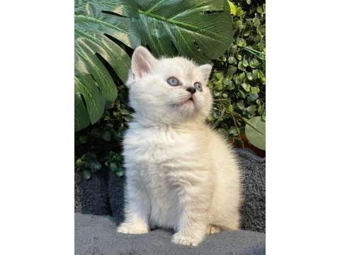 British shorthair ny1133 dişi