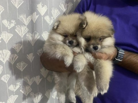 Pomeranian boo yavrularımız teslime hazır