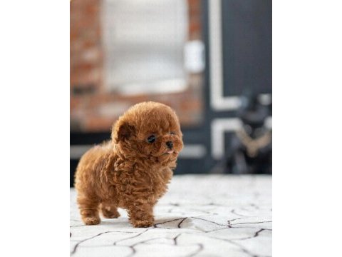Sevgilisiyle küs olanlara özel toy poodle bebeklerim