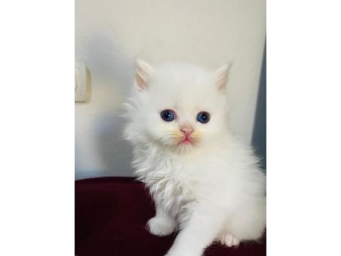 British longhair beyaz yavru