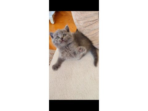 Gri lilac dişi erkek yavru kedilerimiz