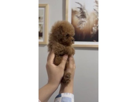 Teacup red ve red brown dişi erkek poodle yavrular