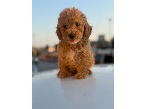 Masal gibi yavrular maltipoo aşkına!