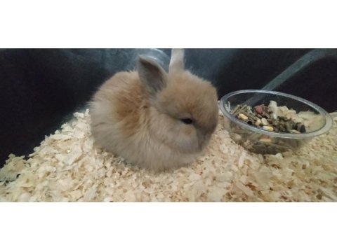 1.5 aylık cüce tavşan