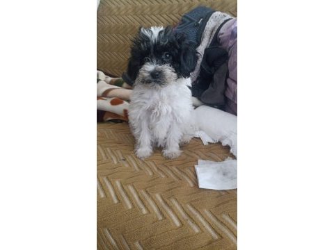 Terrier 0 numara