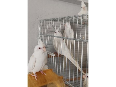 Yavru alınmış albino sultan papağanı takım
