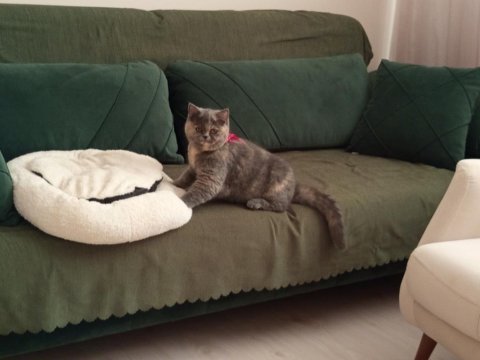 British shorthair kedimiz