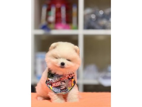 Ayı surat pomeranian boo