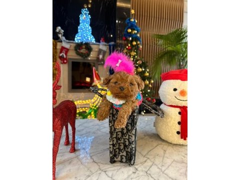 Minnoş maltipoo bebeklerimiz